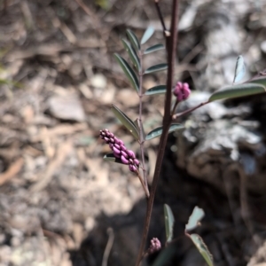 Indigofera australis subsp. australis at Farrer, ACT - 1 Sep 2024 02:44 PM