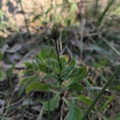 Dimorphotheca sp. at Farrer, ACT - 1 Sep 2024