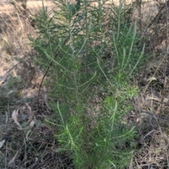 Cassinia longifolia (Shiny Cassinia, Cauliflower Bush) at Farrer, ACT - 1 Sep 2024 by MattS