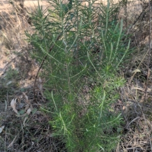 Cassinia longifolia at Farrer, ACT - 1 Sep 2024