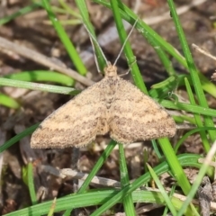 Scopula rubraria (Reddish Wave, Plantain Moth) at West Wodonga, VIC - 31 Aug 2024 by KylieWaldon