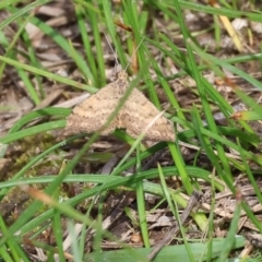 Scopula rubraria at West Wodonga, VIC - 31 Aug 2024 10:02 AM