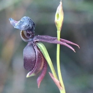 Caleana major at Manly, NSW - suppressed