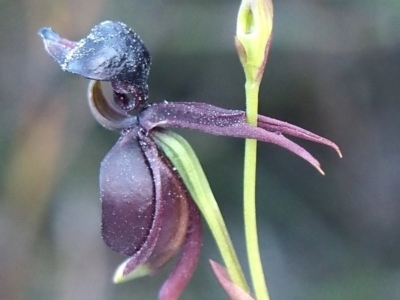 Caleana major (Large Duck Orchid) at Manly, NSW - 31 Aug 2024 by PeterMac