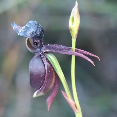 Caleana major (Large Duck Orchid) at Manly, NSW - 1 Sep 2024 by PeterMac