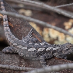 Amphibolurus muricatus (Jacky Lizard) at Denman Prospect, ACT - 20 Aug 2024 by Miranda