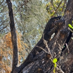 Varanus varius (Lace Monitor) at Burrinjuck, NSW - 1 Sep 2024 by Bidge