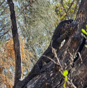 Varanus varius at Burrinjuck, NSW - suppressed