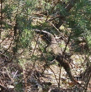 Varanus varius at Burrinjuck, NSW - suppressed