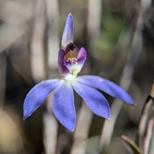 Cyanicula caerulea at Denman Prospect, ACT - suppressed