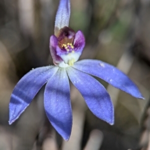 Cyanicula caerulea at Denman Prospect, ACT - suppressed