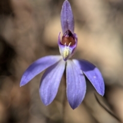 Cyanicula caerulea at Denman Prospect, ACT - suppressed