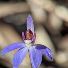 Cyanicula caerulea at Denman Prospect, ACT - 30 Aug 2024