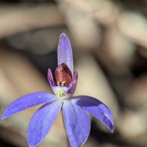 Cyanicula caerulea at Denman Prospect, ACT - suppressed