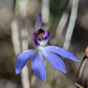 Cyanicula caerulea at Denman Prospect, ACT - suppressed