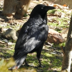 Corvus coronoides (Australian Raven) at Aranda, ACT - 1 Sep 2024 by KMcCue