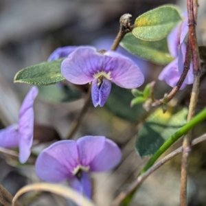 Hovea heterophylla at Denman Prospect, ACT - 30 Aug 2024