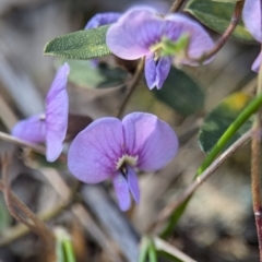 Hovea heterophylla at Denman Prospect, ACT - 30 Aug 2024