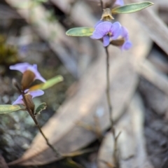 Hovea heterophylla at Denman Prospect, ACT - 30 Aug 2024 02:06 PM