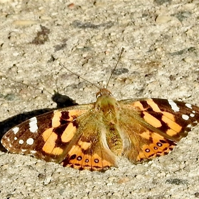 Vanessa kershawi (Australian Painted Lady) at Aranda, ACT - 1 Sep 2024 by KMcCue