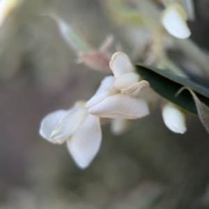 Chamaecytisus palmensis at Denman Prospect, ACT - 30 Aug 2024 02:43 PM