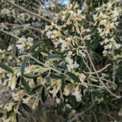 Chamaecytisus palmensis at Denman Prospect, ACT - 30 Aug 2024