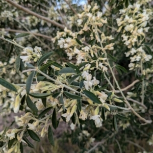 Chamaecytisus palmensis at Denman Prospect, ACT - 30 Aug 2024 02:43 PM