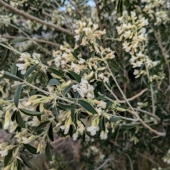 Chamaecytisus palmensis at Denman Prospect, ACT - 30 Aug 2024 02:43 PM