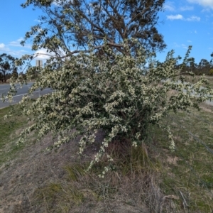 Chamaecytisus palmensis at Denman Prospect, ACT - 30 Aug 2024