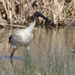 Threskiornis molucca (Australian White Ibis) at Greenway, ACT - 1 Sep 2024 by RodDeb