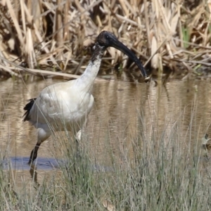 Threskiornis molucca at Greenway, ACT - 1 Sep 2024