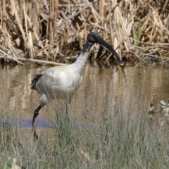 Threskiornis molucca at Greenway, ACT - 1 Sep 2024 12:56 PM