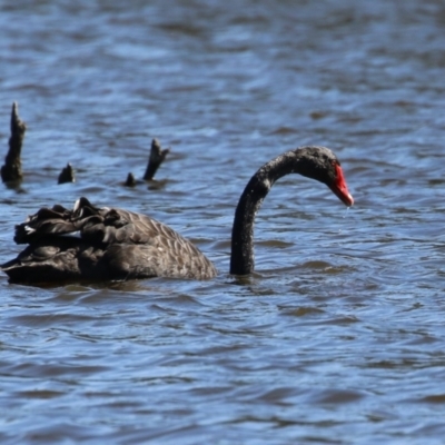 Cygnus atratus (Black Swan) at Greenway, ACT - 1 Sep 2024 by RodDeb