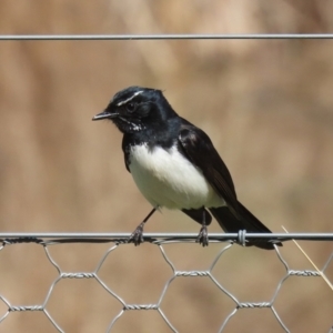 Rhipidura leucophrys at Greenway, ACT - 1 Sep 2024