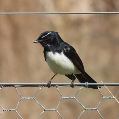 Rhipidura leucophrys (Willie Wagtail) at Greenway, ACT - 1 Sep 2024 by RodDeb