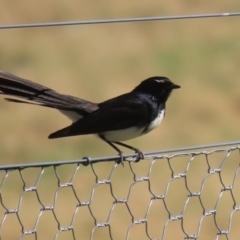 Rhipidura leucophrys at Greenway, ACT - 1 Sep 2024