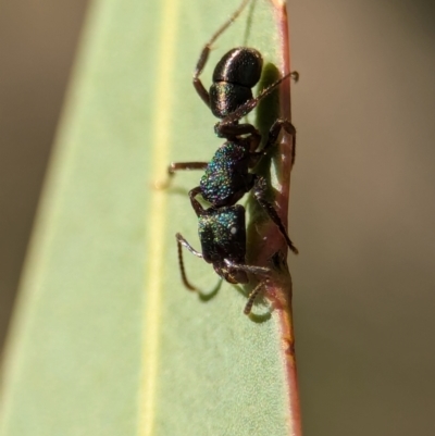 Rhytidoponera metallica (Greenhead ant) at Denman Prospect, ACT - 30 Aug 2024 by Miranda