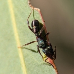 Rhytidoponera metallica at Denman Prospect, ACT - 30 Aug 2024 01:37 PM