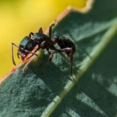 Rhytidoponera metallica at Denman Prospect, ACT - 30 Aug 2024 01:37 PM