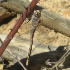 Anax papuensis (Australian Emperor) at Hall, ACT - 1 Sep 2024 by Christine