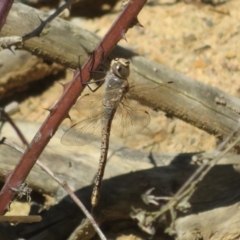 Anax papuensis at Hall, ACT - 1 Sep 2024