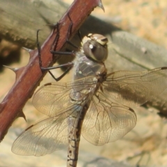 Anax papuensis at Hall, ACT - 1 Sep 2024