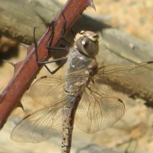 Anax papuensis at Hall, ACT - 1 Sep 2024