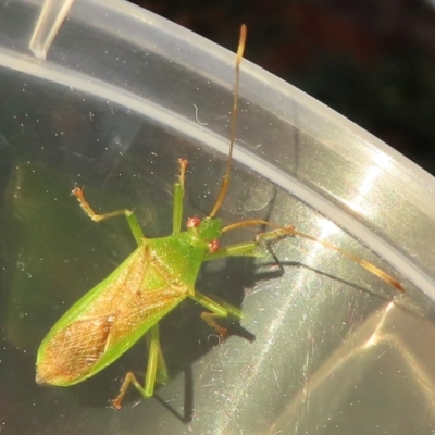 Amblypelta nitida (Fruit-spotting bug) at Narrabundah, ACT - 27 Aug 2024 by RobParnell