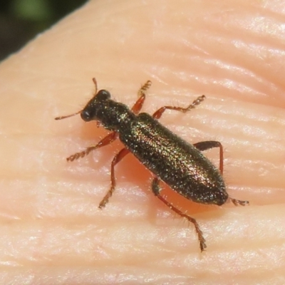 Lemidia subaenea (Clerid beetle) at Hall, ACT - 1 Sep 2024 by Christine