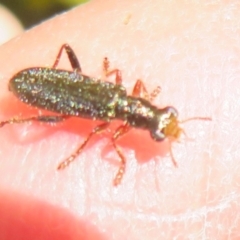 Lemidia subaenea at Hall, ACT - 1 Sep 2024 11:59 AM