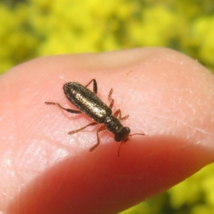 Lemidia subaenea at Hall, ACT - 1 Sep 2024 11:59 AM