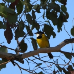 Pachycephala pectoralis (Golden Whistler) at Kambah, ACT - 1 Sep 2024 by LineMarie