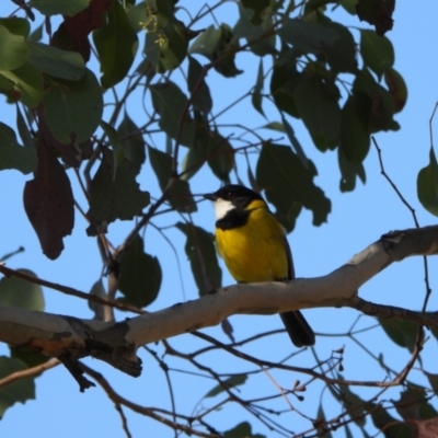 Pachycephala pectoralis (Golden Whistler) at Kambah, ACT - 1 Sep 2024 by LineMarie