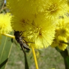 Syrphidae (family) (Unidentified Hover fly) at Yarralumla, ACT - 29 Aug 2024 by AndyRussell